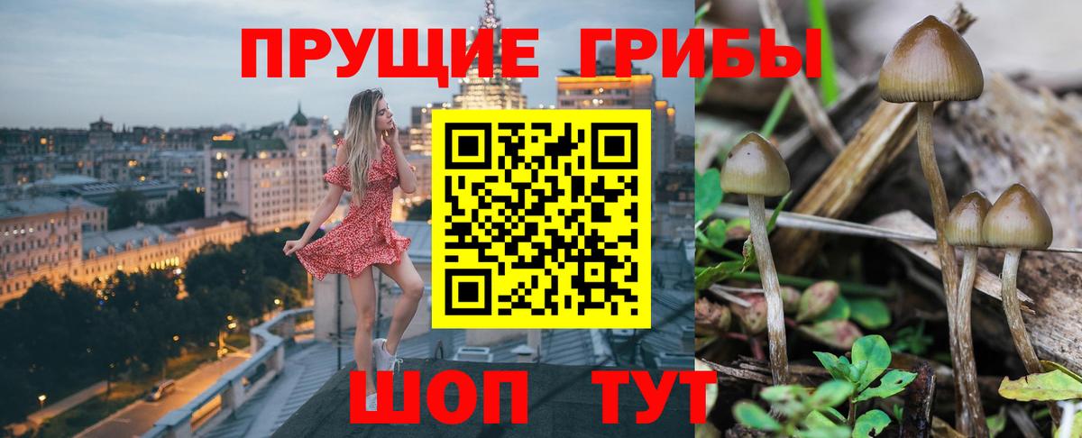 Псилоцибиновые грибы Psilocybe Елец